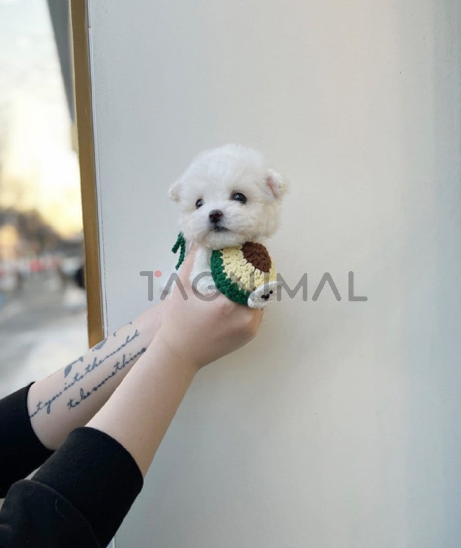 Bichon puppy for sale, dog for sale at Tagnimal