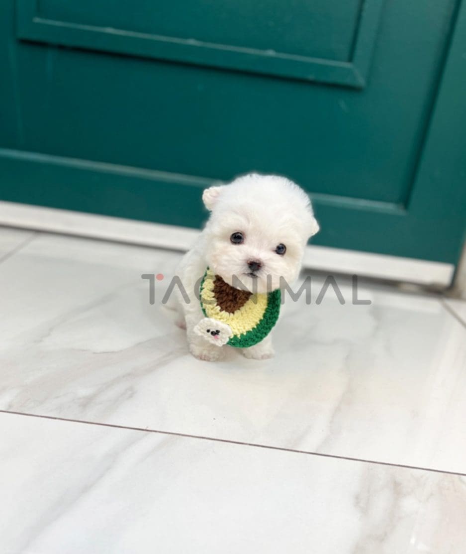 Bichon puppy for sale, dog for sale at Tagnimal