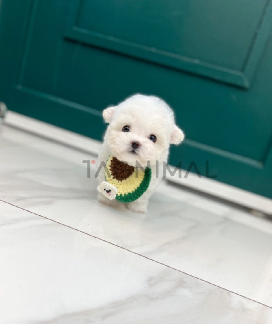 Bichon puppy for sale, dog for sale at Tagnimal