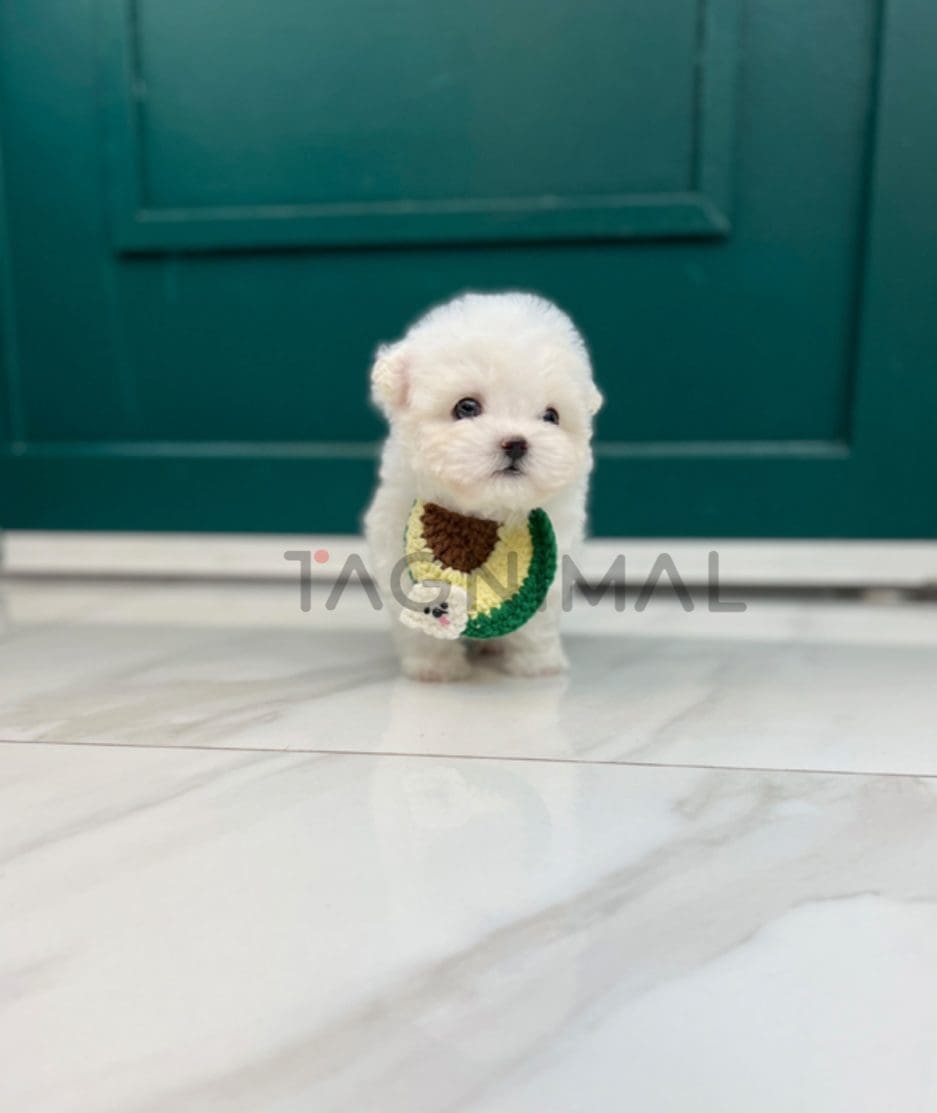 Bichon puppy for sale, dog for sale at Tagnimal