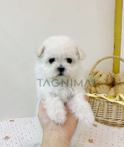 Bichon puppy for sale, dog for sale at Tagnimal