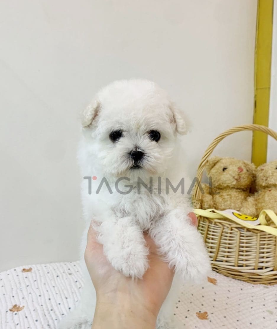 Bichon puppy for sale, dog for sale at Tagnimal