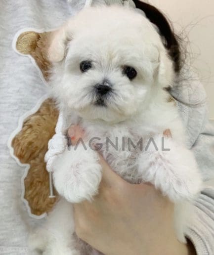 Bichon puppy for sale, dog for sale at Tagnimal