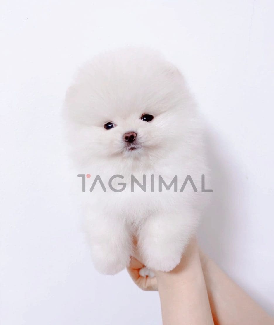 Pomeranian puppy for sale, dog for sale at Tagnimal