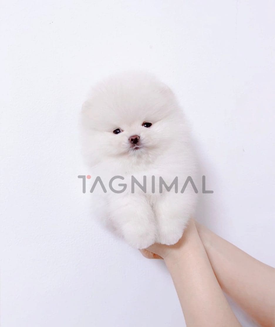 Pomeranian puppy for sale, dog for sale at Tagnimal