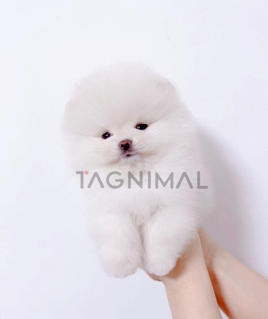 Pomeranian puppy for sale, dog for sale at Tagnimal