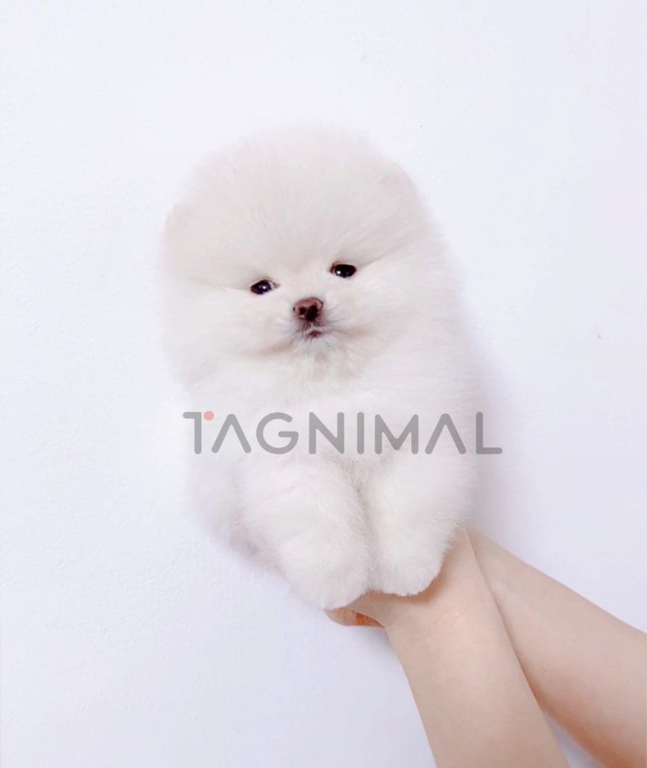 Pomeranian puppy for sale, dog for sale at Tagnimal