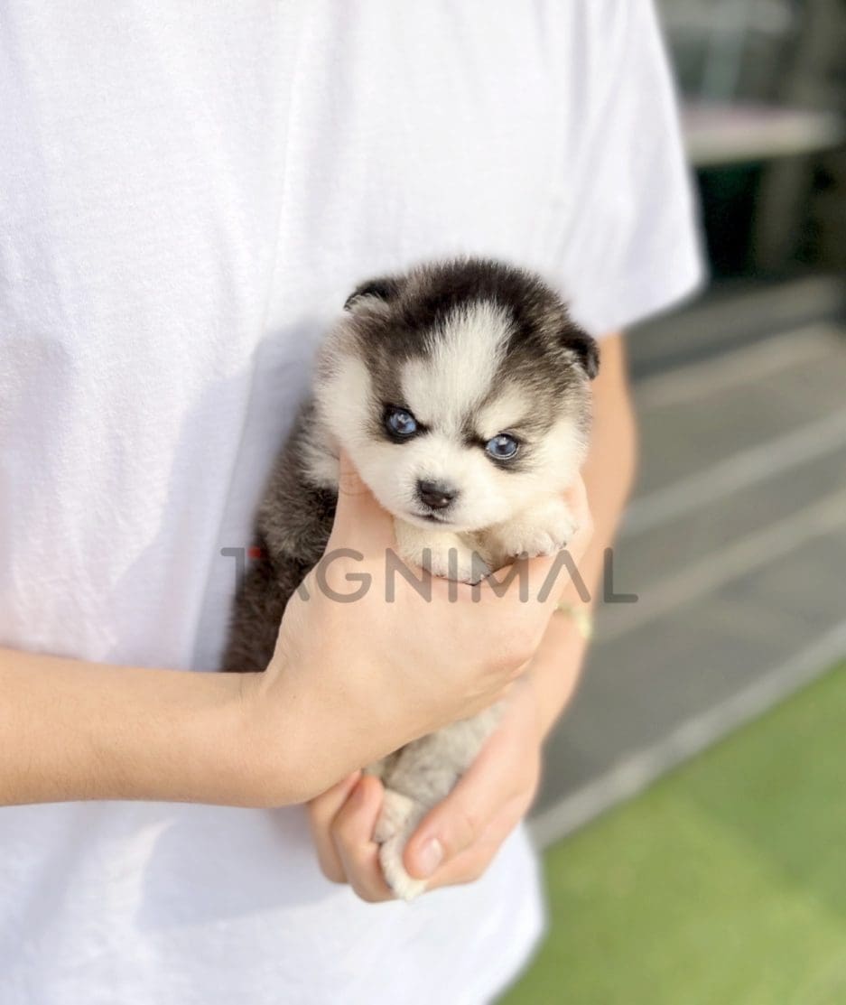 Pomsky puppy for sale, dog for sale at Tagnimal