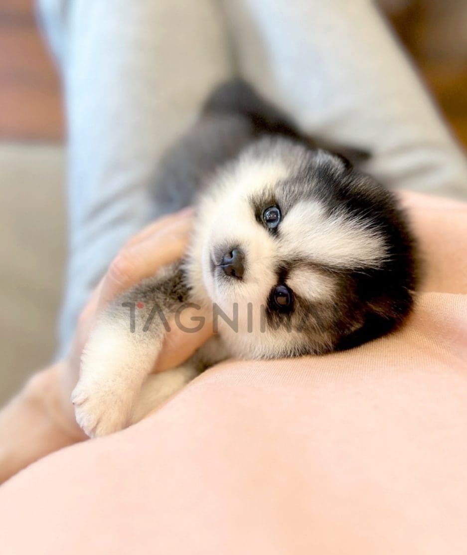 Pomsky puppy for sale, dog for sale at Tagnimal