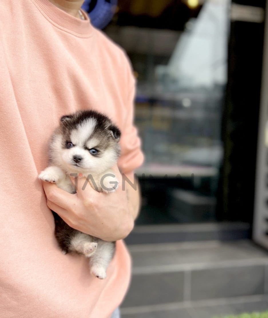 Pomsky puppy for sale, dog for sale at Tagnimal