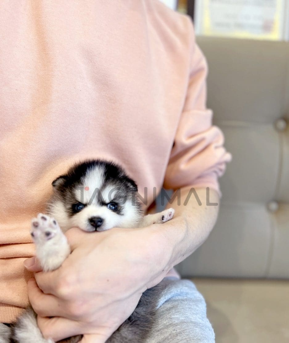 Pomsky puppy for sale, dog for sale at Tagnimal