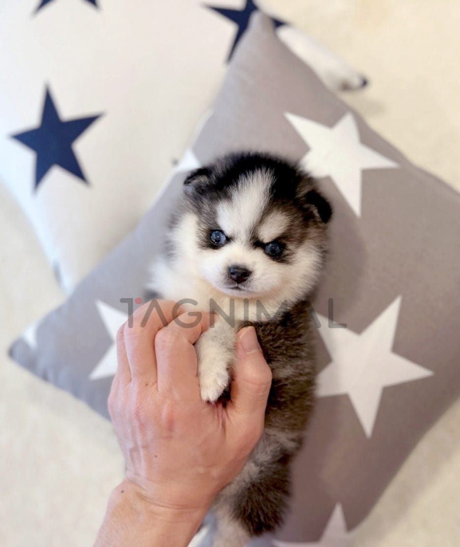 Pomsky puppy for sale, dog for sale at Tagnimal