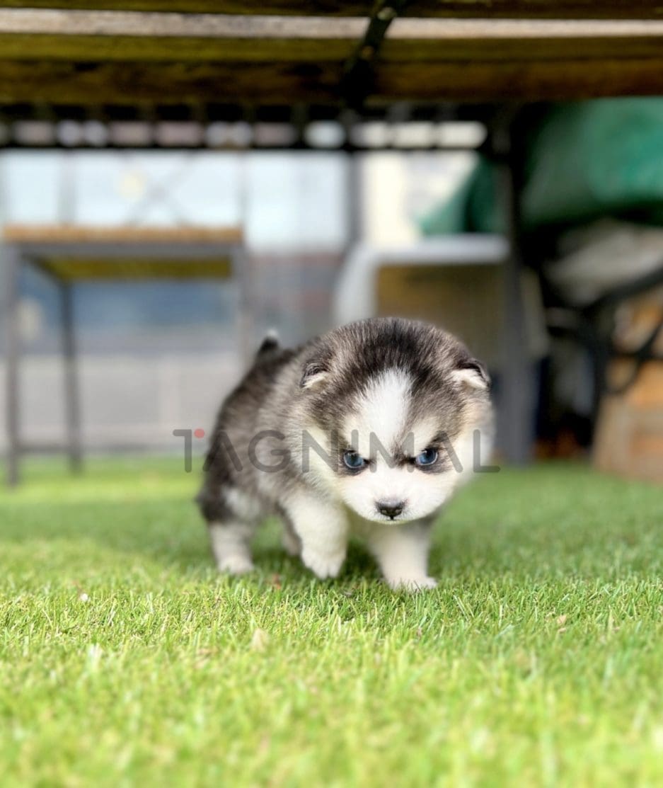 Pomsky puppy for sale, dog for sale at Tagnimal