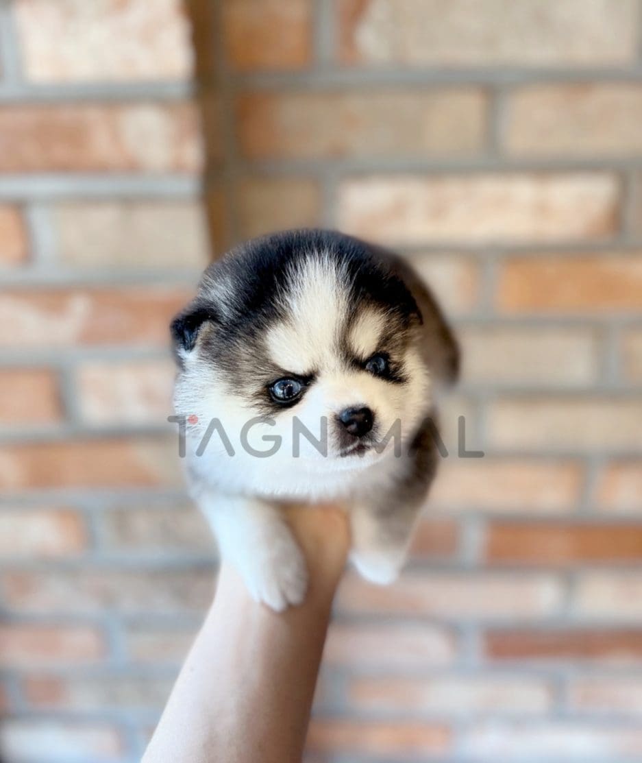 Pomsky puppy for sale, dog for sale at Tagnimal