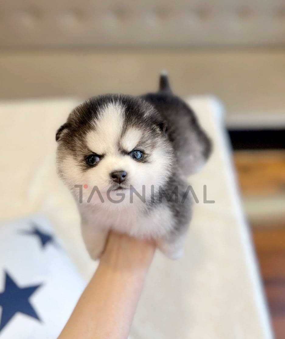 Pomsky puppy for sale, dog for sale at Tagnimal