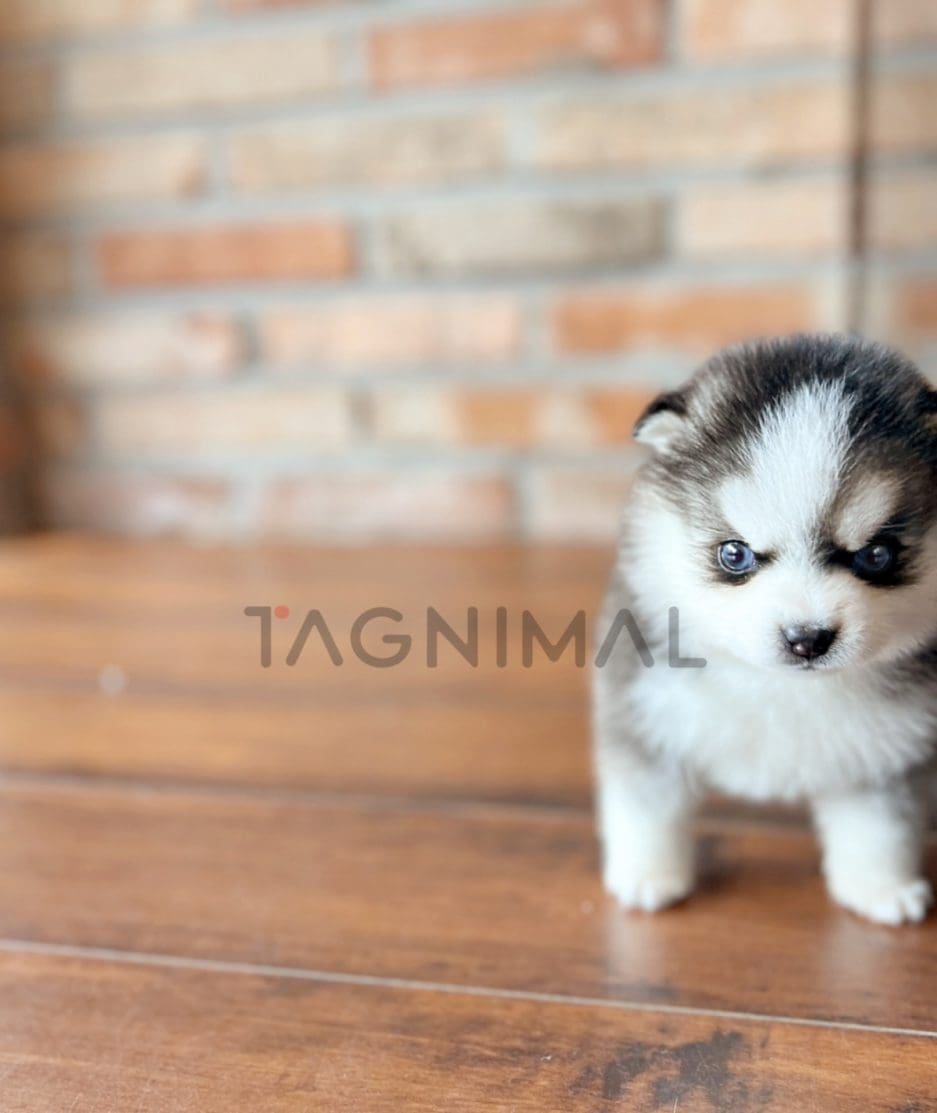 Pomsky puppy for sale, dog for sale at Tagnimal