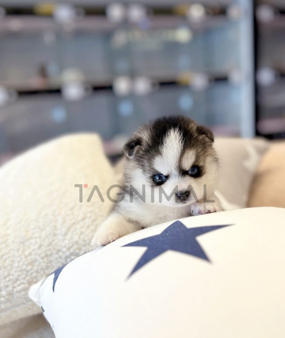 Pomsky puppy for sale, dog for sale at Tagnimal