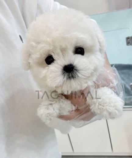 Bichon puppy for sale, dog for sale at Tagnimal