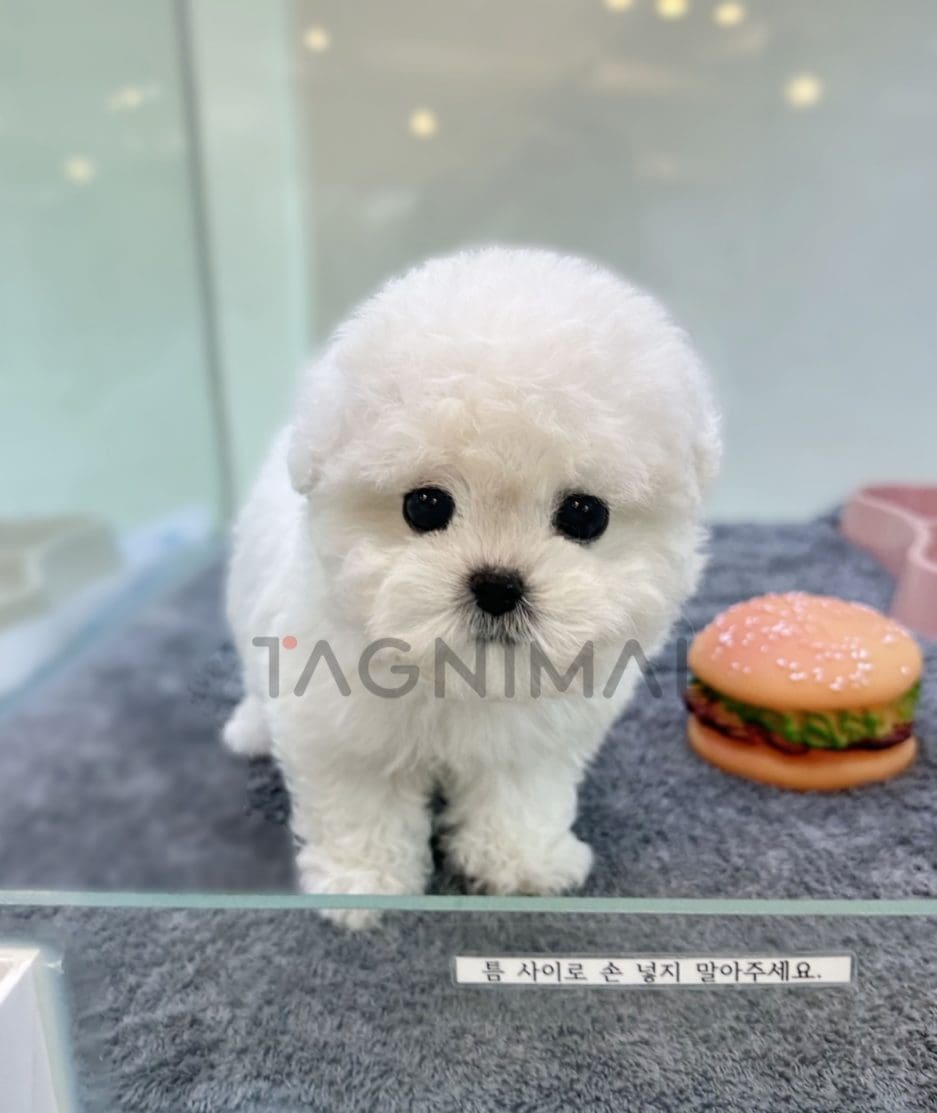 Bichon puppy for sale, dog for sale at Tagnimal