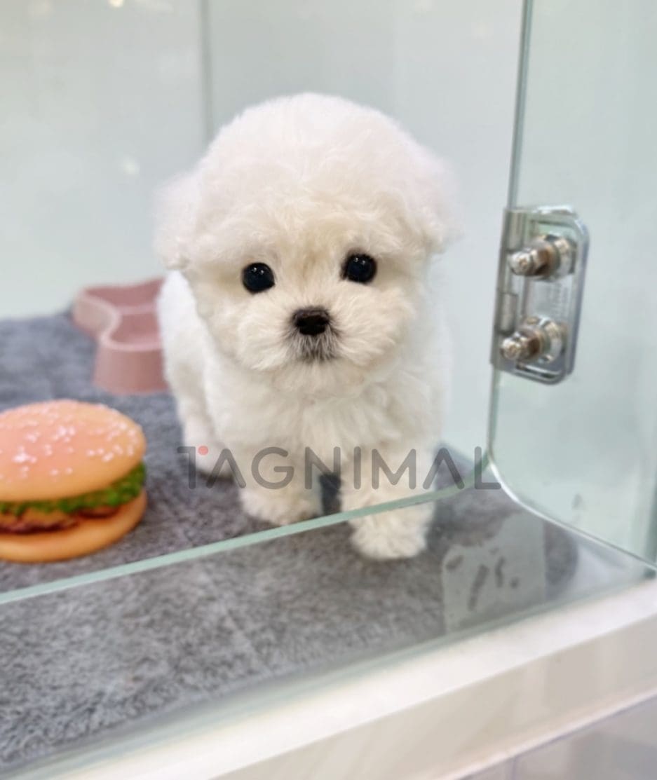 Bichon puppy for sale, dog for sale at Tagnimal