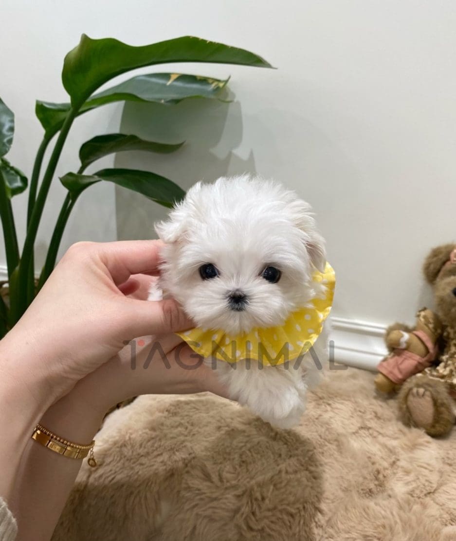 Maltese puppy for sale, dog for sale at Tagnimal