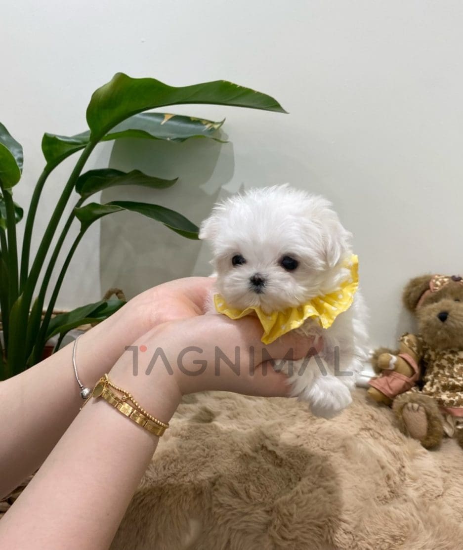 Maltese puppy for sale, dog for sale at Tagnimal