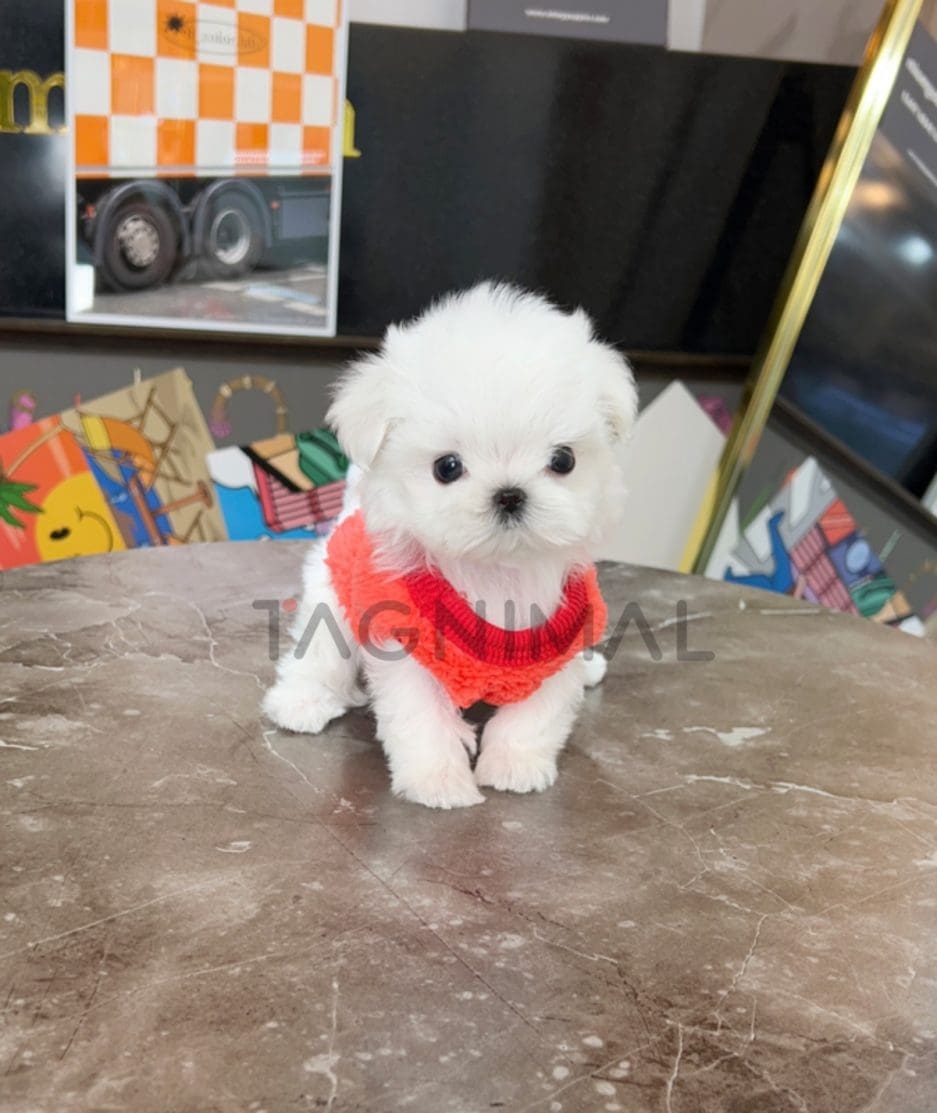 Maltese puppy for sale, dog for sale at Tagnimal