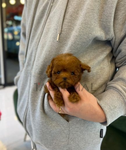 Poodle puppy for sale, dog for sale at Tagnimal