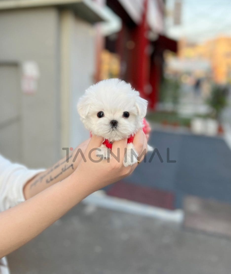 Maltese puppy for sale, dog for sale at Tagnimal