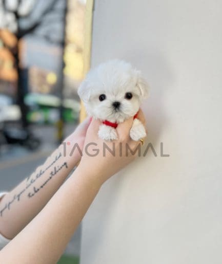 Maltese puppy for sale, dog for sale at Tagnimal