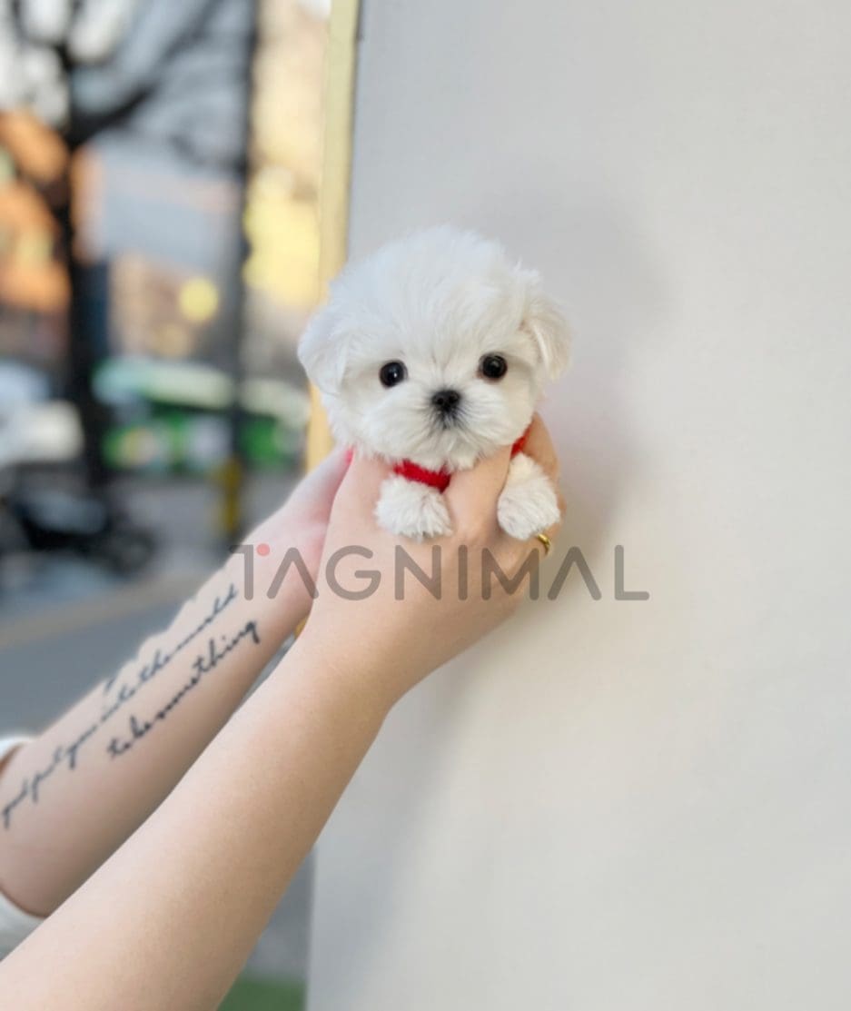 Maltese puppy for sale, dog for sale at Tagnimal