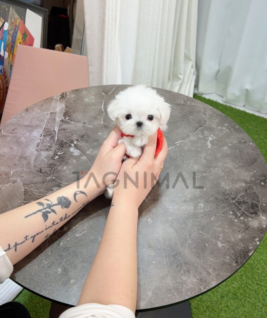 Maltese puppy for sale, dog for sale at Tagnimal