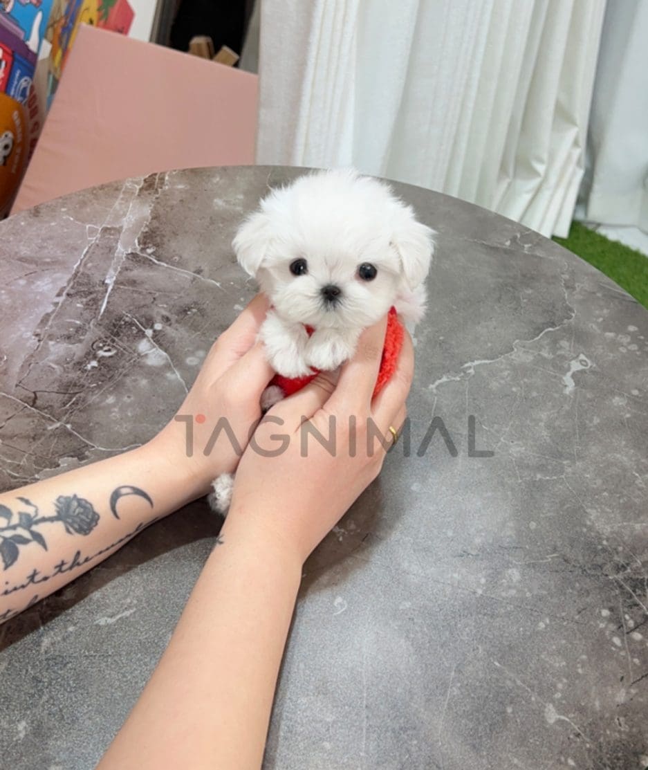 Maltese puppy for sale, dog for sale at Tagnimal