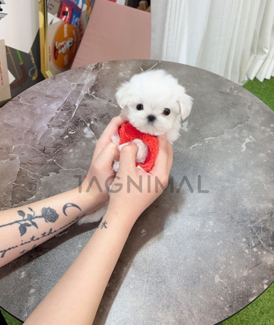 Maltese puppy for sale, dog for sale at Tagnimal