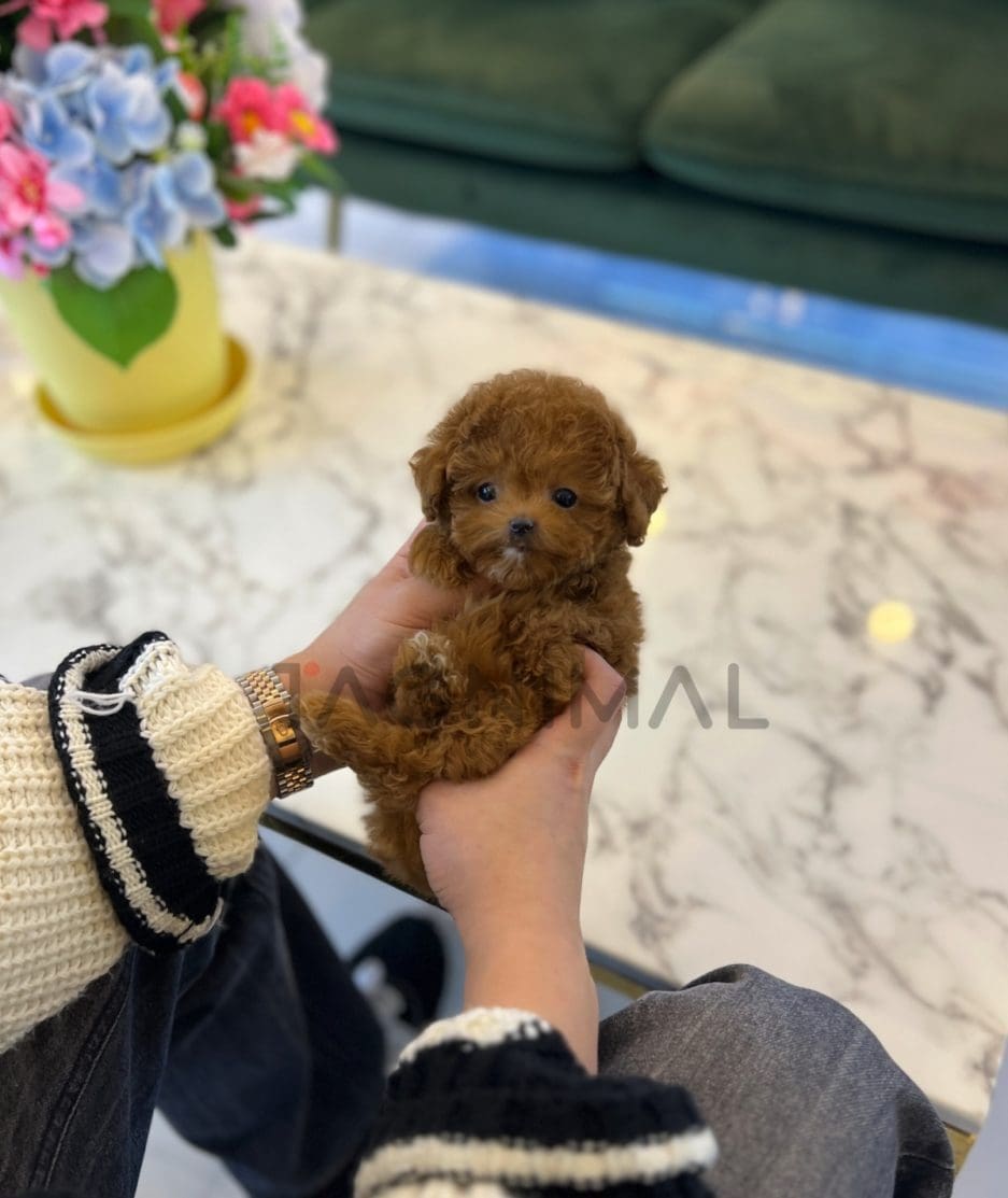 Poodle puppy for sale, dog for sale at Tagnimal