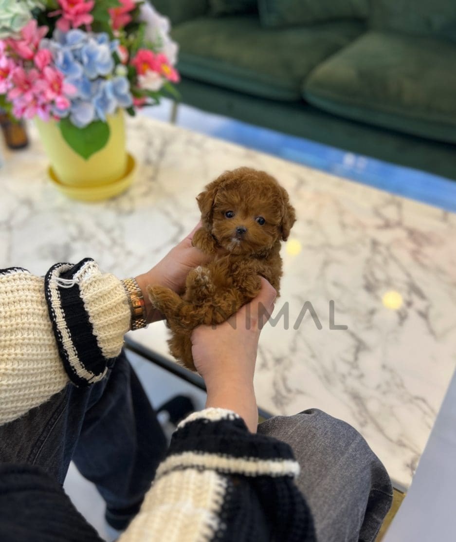 Poodle puppy for sale, dog for sale at Tagnimal