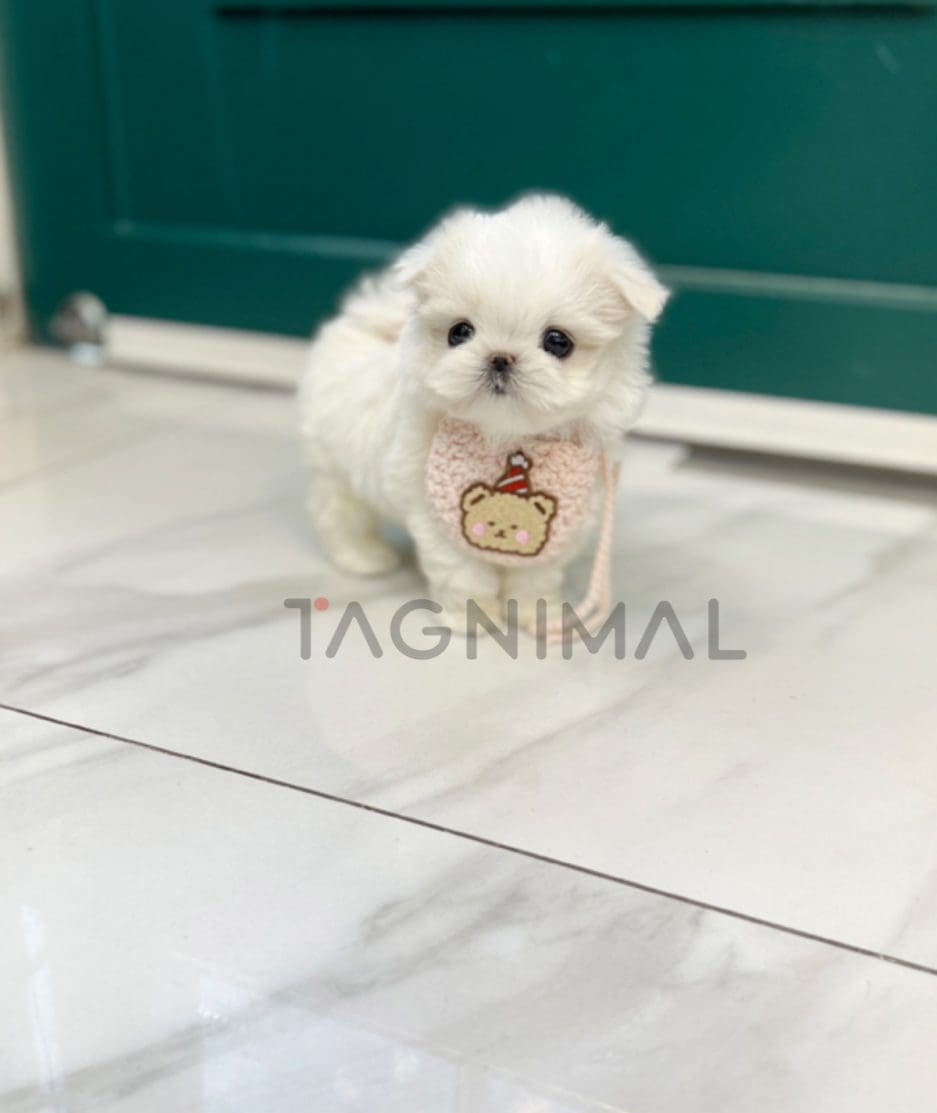 Maltese puppy for sale, dog for sale at Tagnimal