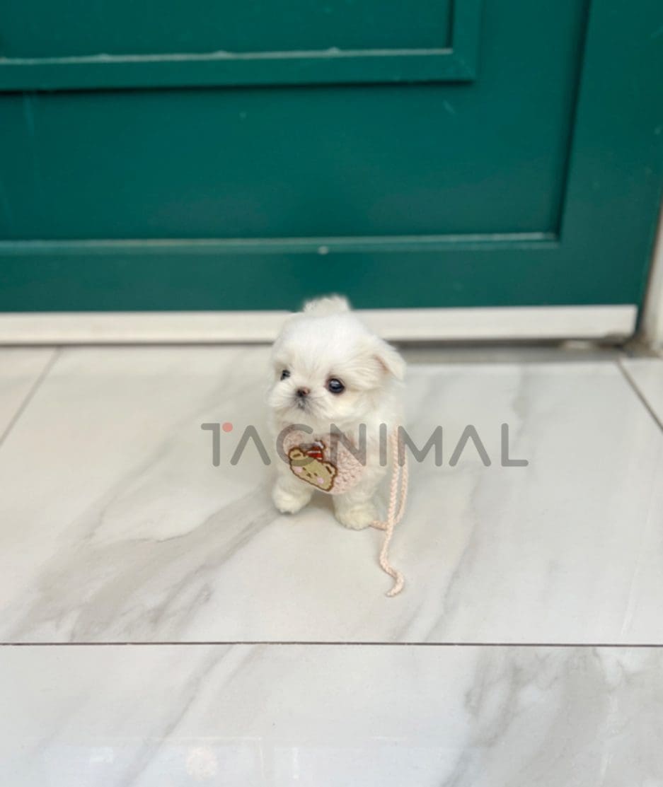 Maltese puppy for sale, dog for sale at Tagnimal