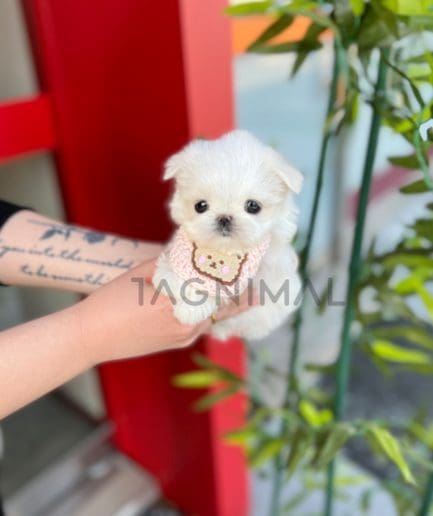 Maltese puppy for sale, dog for sale at Tagnimal