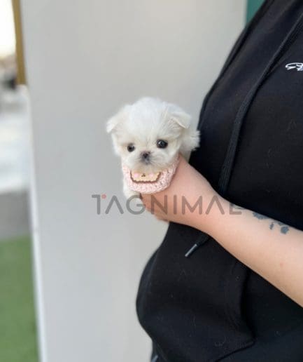 Maltese puppy for sale, dog for sale at Tagnimal