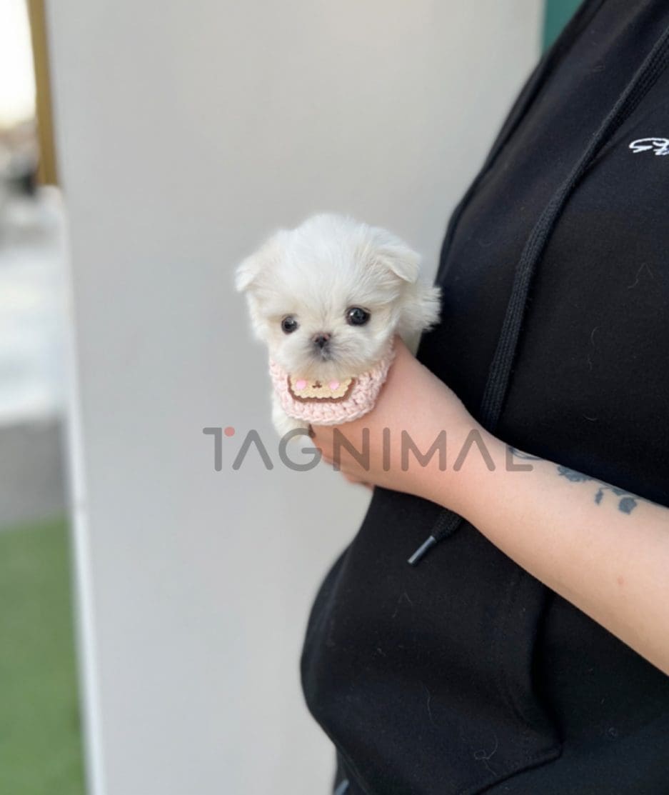 Maltese puppy for sale, dog for sale at Tagnimal