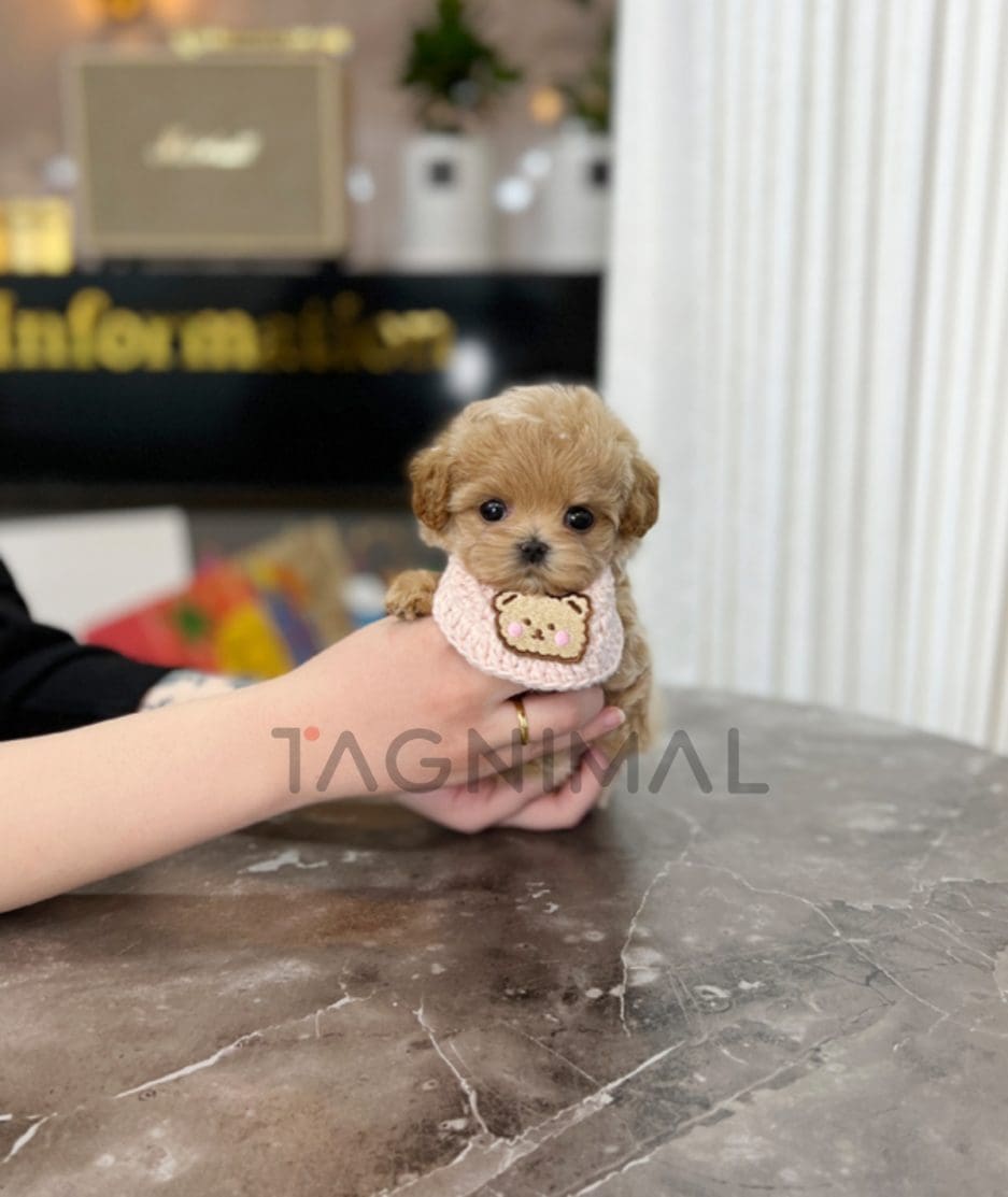 Maltipoo puppy for sale, dog for sale at Tagnimal