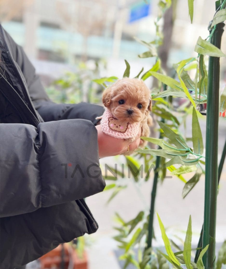 Maltipoo puppy for sale, dog for sale at Tagnimal