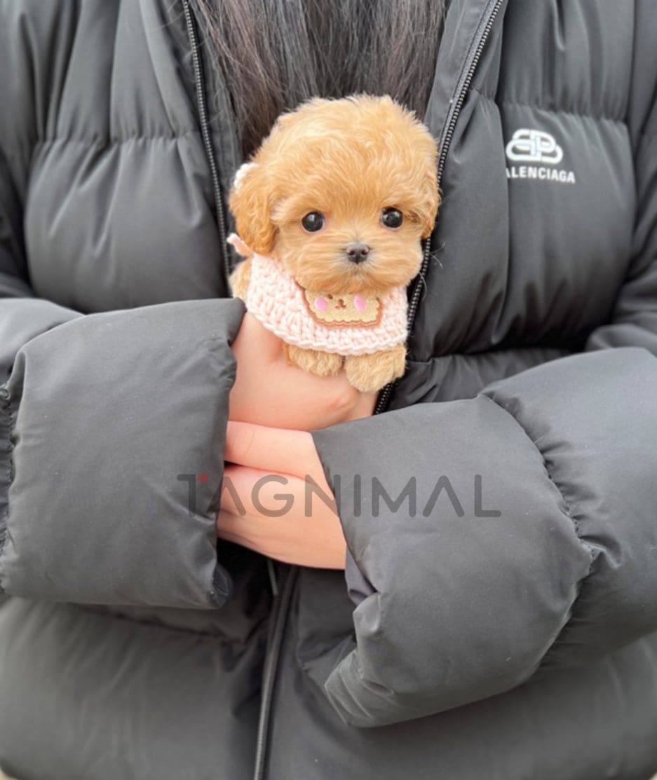 Maltipoo puppy for sale, dog for sale at Tagnimal