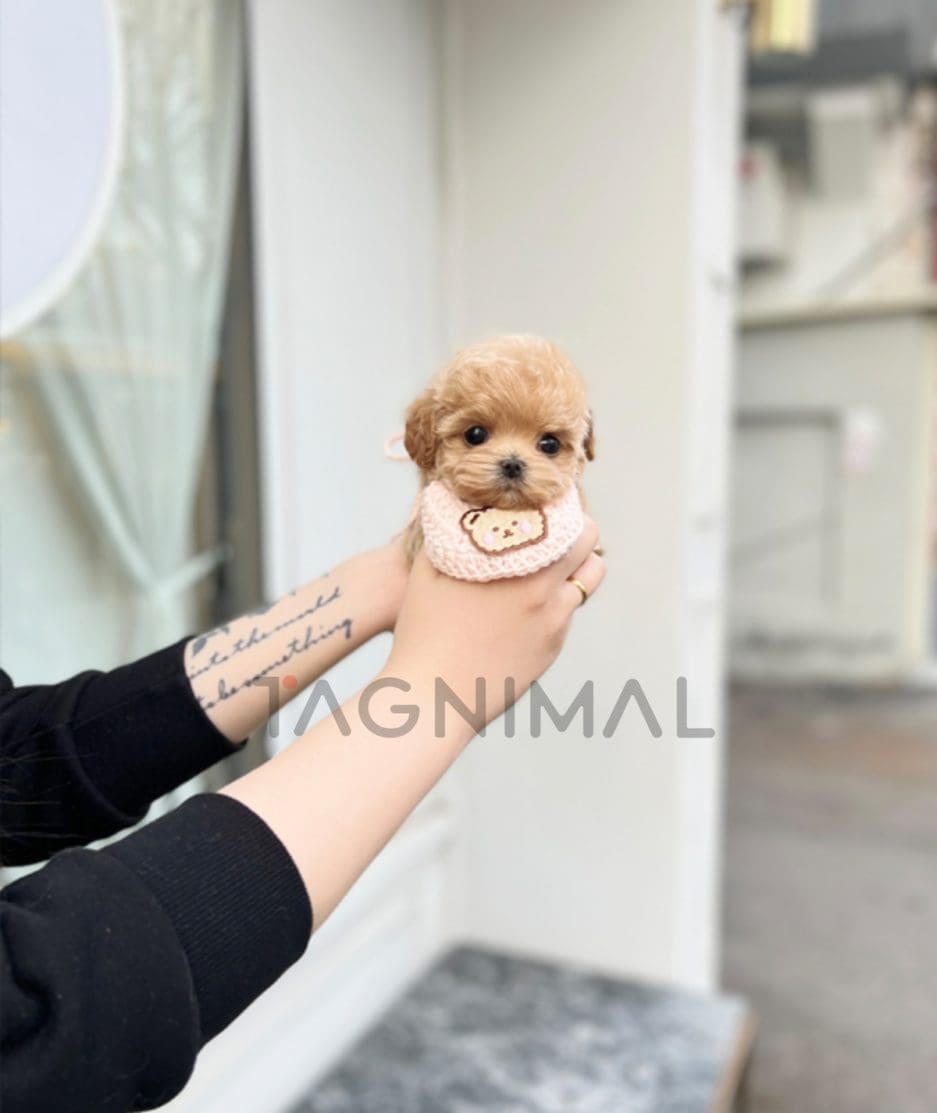 Maltipoo puppy for sale, dog for sale at Tagnimal