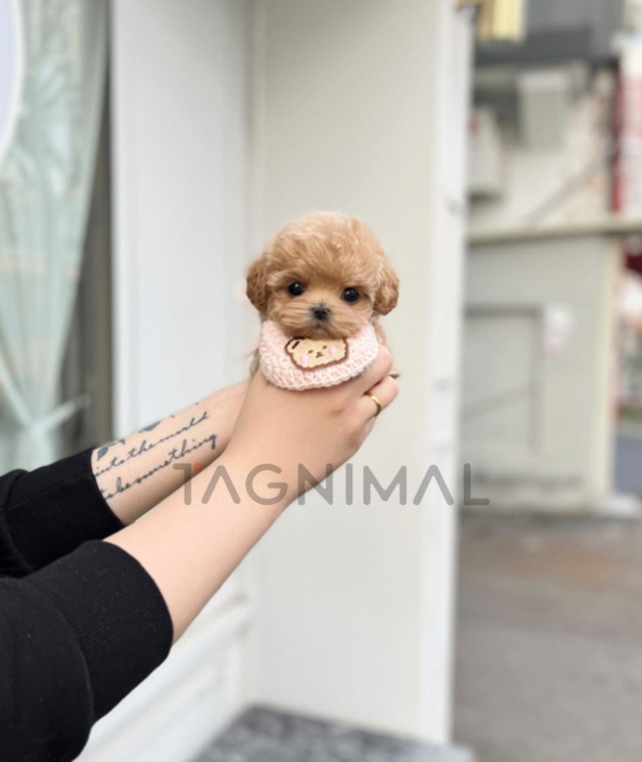 Maltipoo puppy for sale, dog for sale at Tagnimal