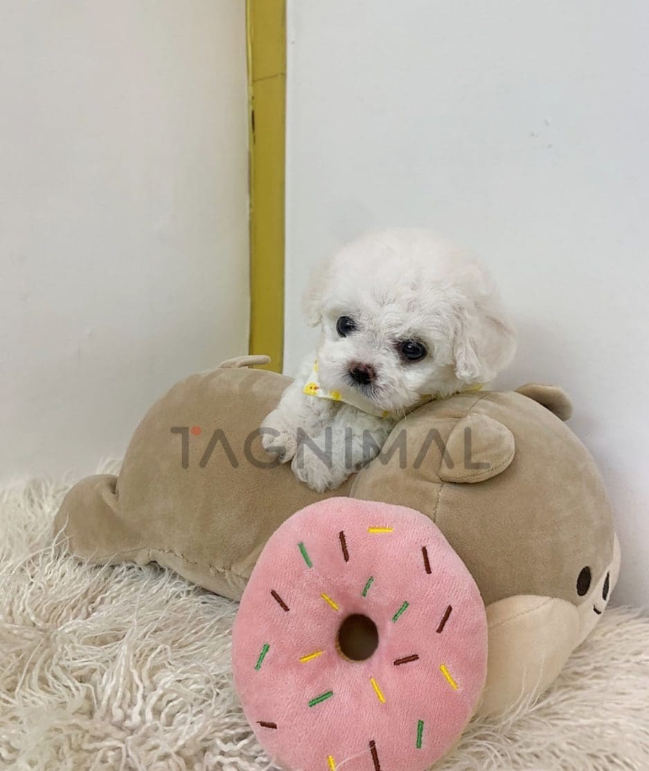 Bichon puppy for sale, dog for sale at Tagnimal