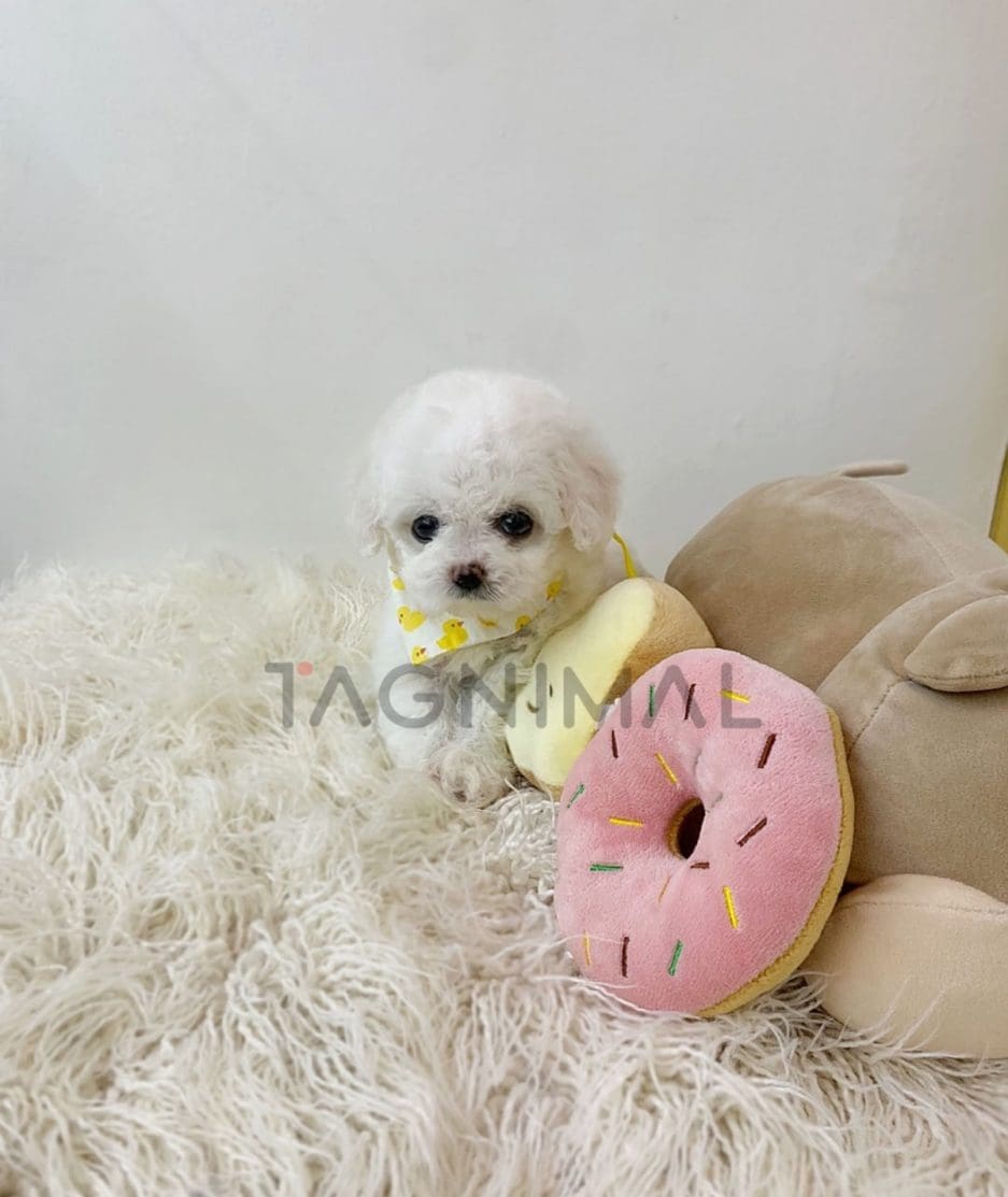 Bichon puppy for sale, dog for sale at Tagnimal