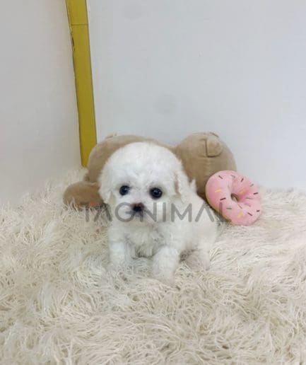 Bichon puppy for sale, dog for sale at Tagnimal