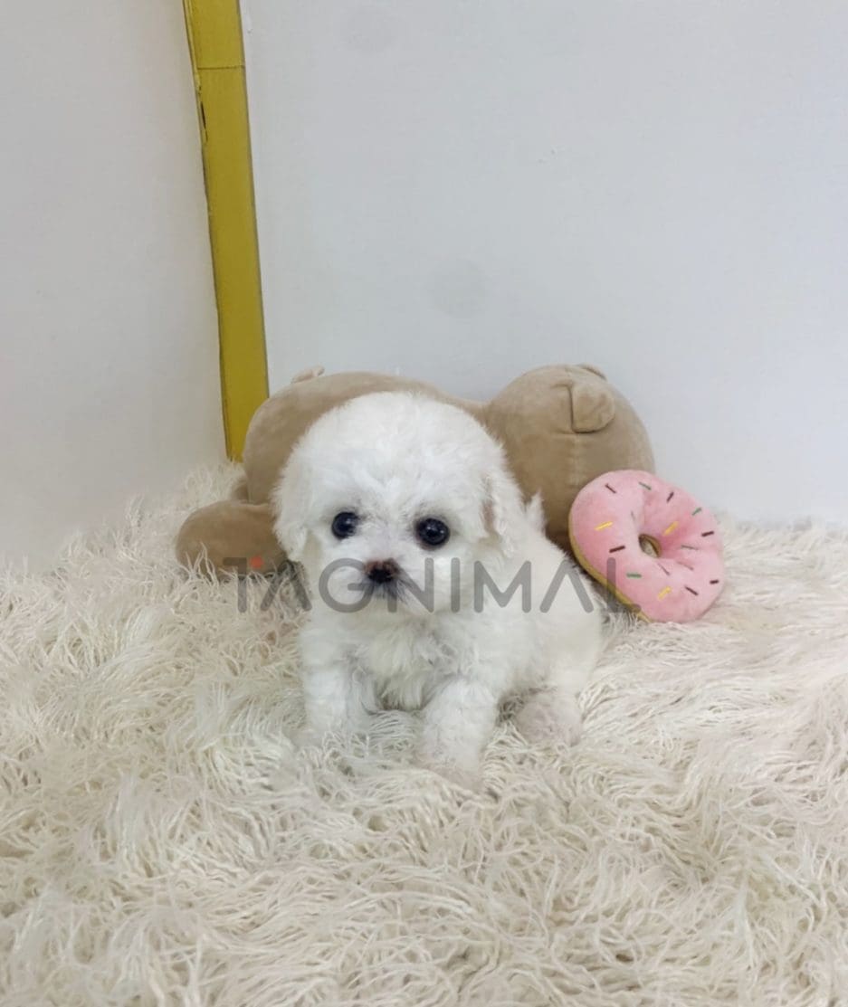 Bichon puppy for sale, dog for sale at Tagnimal